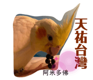 405338888