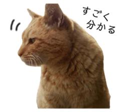 405886067