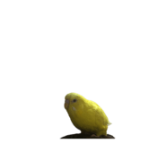 405908398