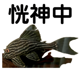 406265300