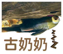 406265317