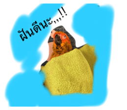 406355919