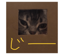 40643699