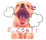 406503411