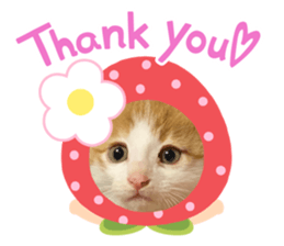 407217955