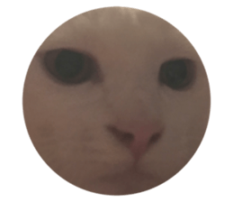 407480179