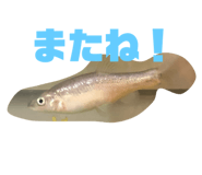 407673218