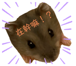 407775095