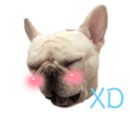 408066520