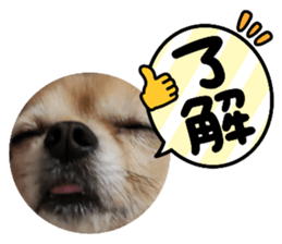 408367036