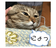 408798608