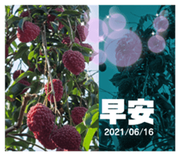 409243547