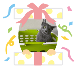 409277888