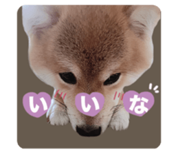 410865605