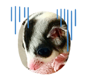 411084875