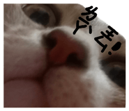 411193109