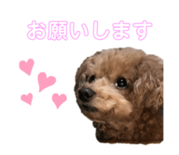 411484243