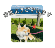 411725206