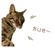 412067917