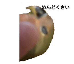 415911450