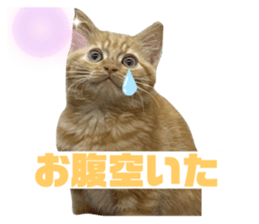 416515738
