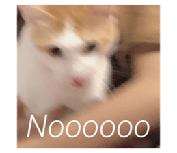 417073508
