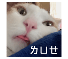 417073509