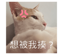 417073515