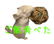 418592093