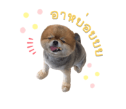 420080411