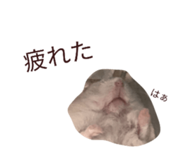 420162782