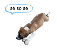 420728461