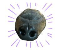 420759584