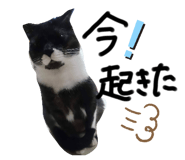 420806934