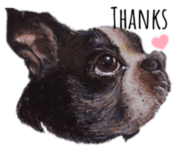 動物一言英語 歐貝賣線上代購代儲網 每日精選人氣貼圖通通降5元特惠中