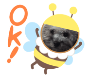 422267411