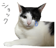 422400163