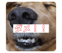 422529091