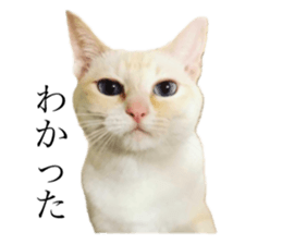422592592
