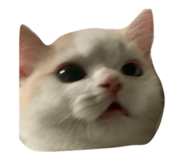 422674534