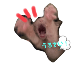 422786063