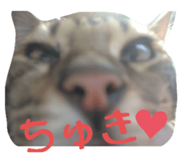 423070288