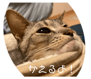 423154778