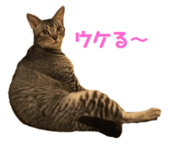 423154779