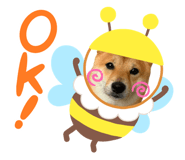423204298