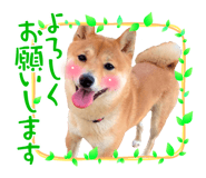 423204300