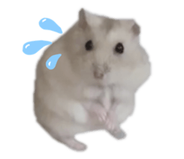 423230050