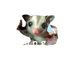 423239907