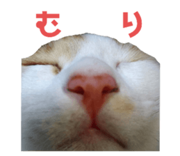 423251131