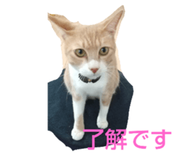 423505305